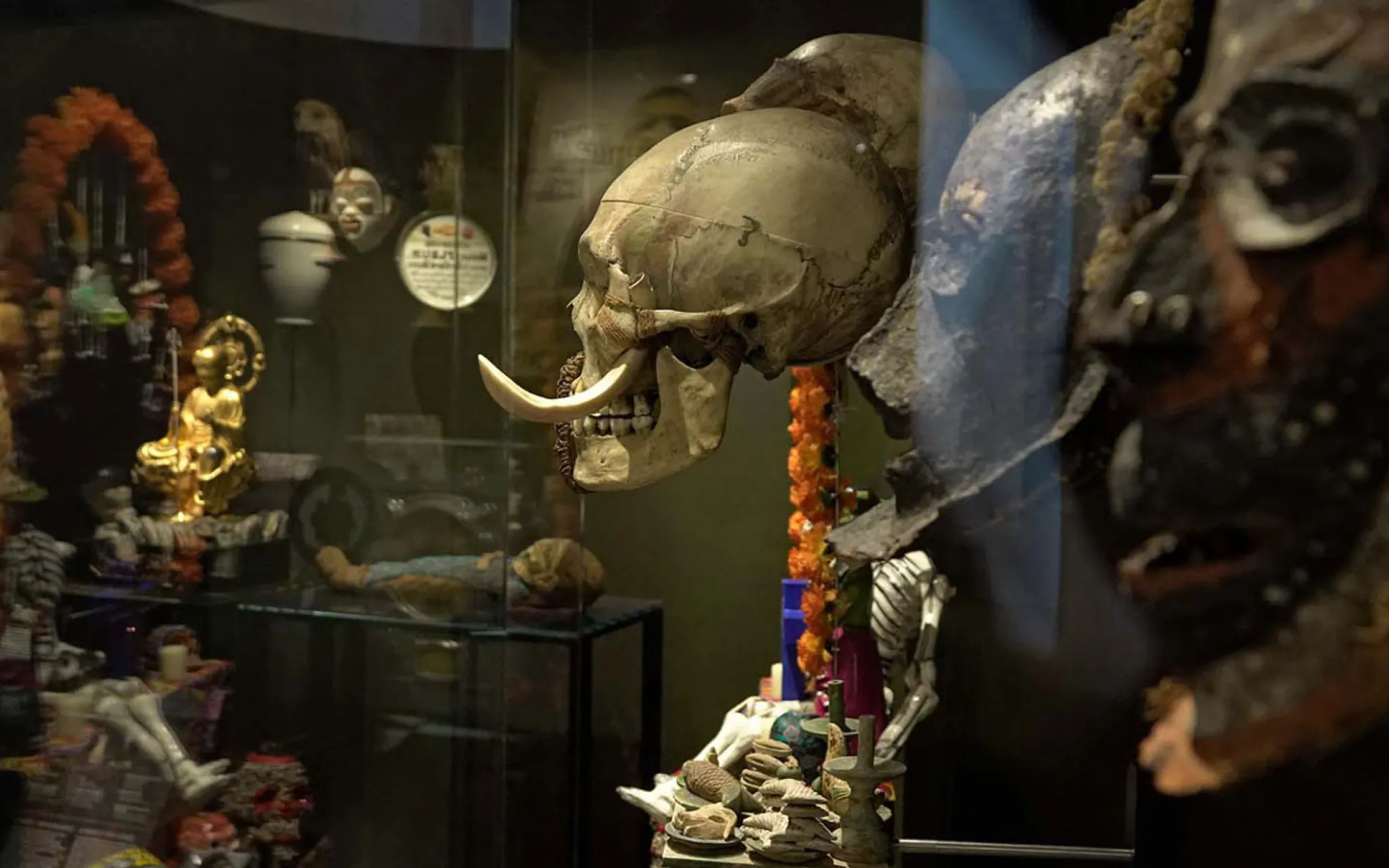 Vitrine dans la Galerie de l’Homme au Musée de l’Homme © MNHN - J.-C. Domenech