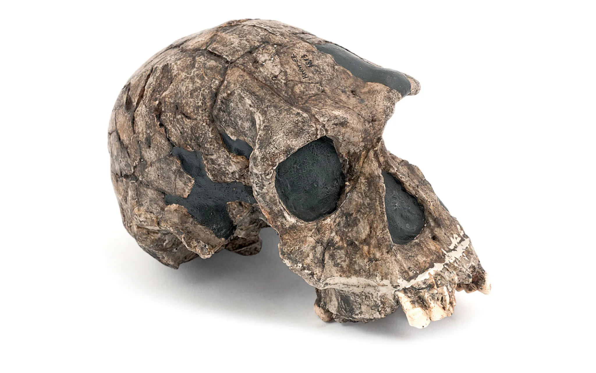 Homo habilis - Muséum national d’Histoire naturelle