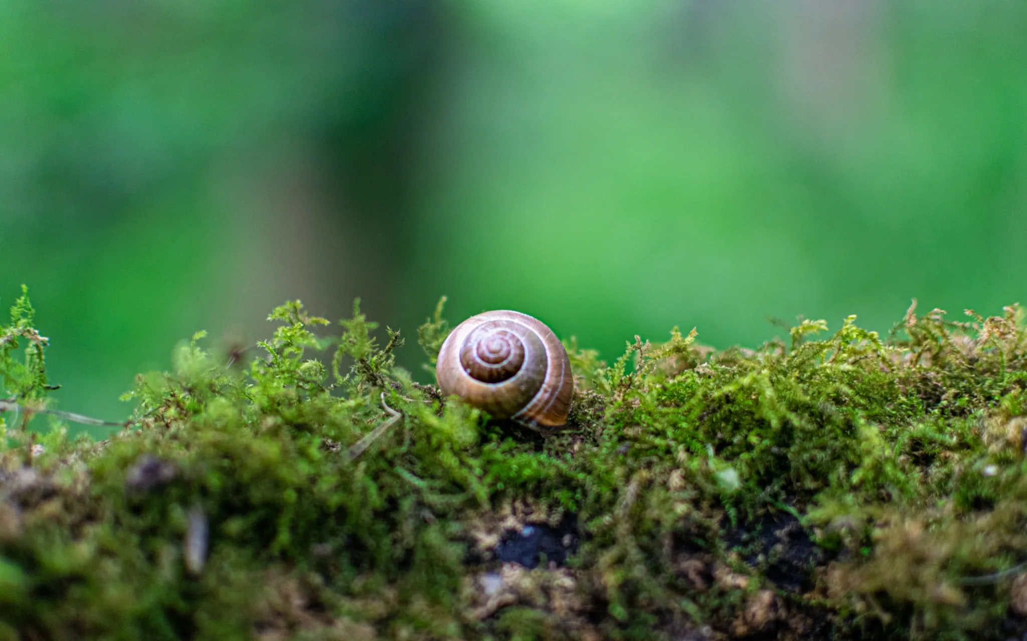Photo d'un escargot rentré dans sa coquille