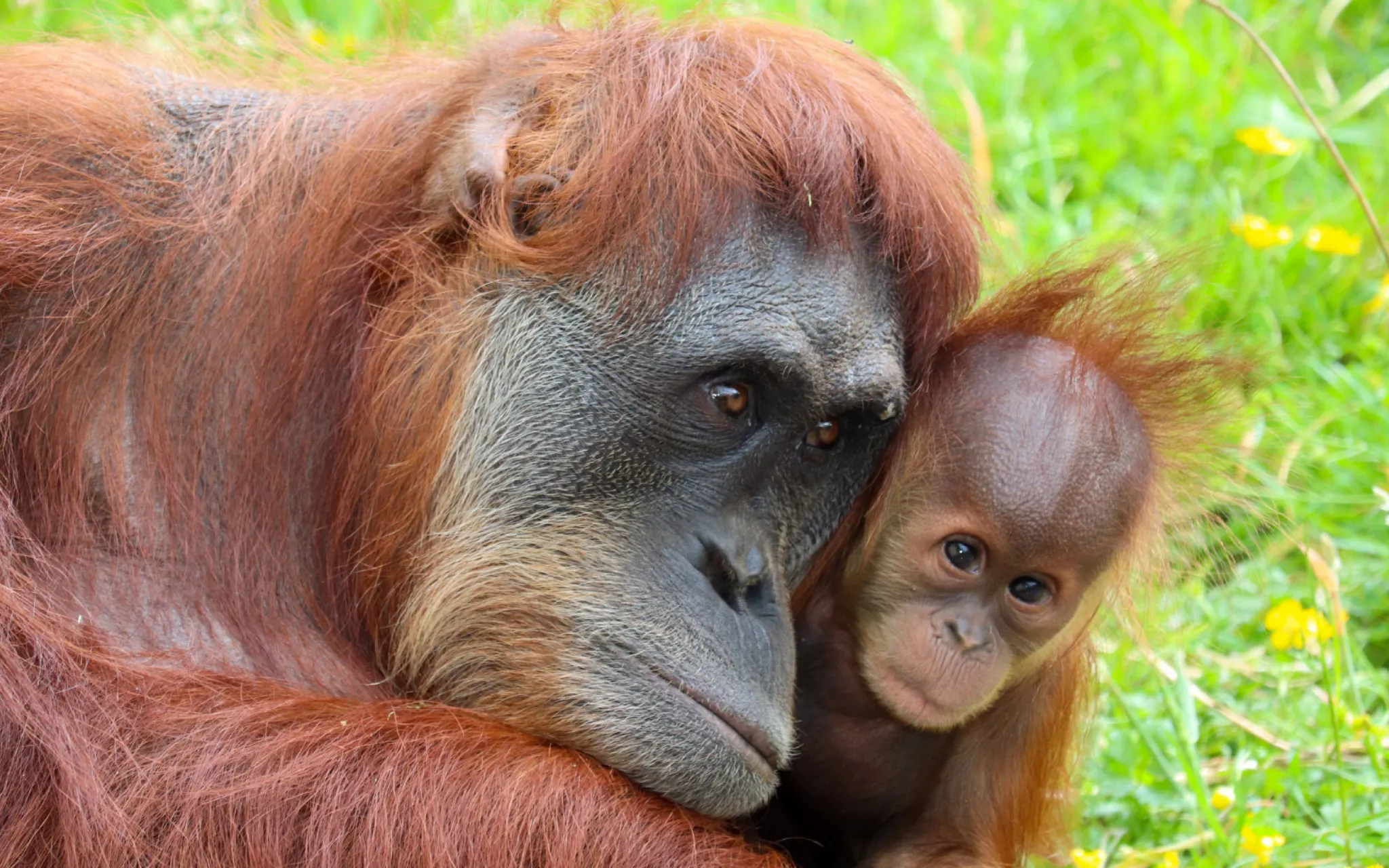 Deux orang-outans