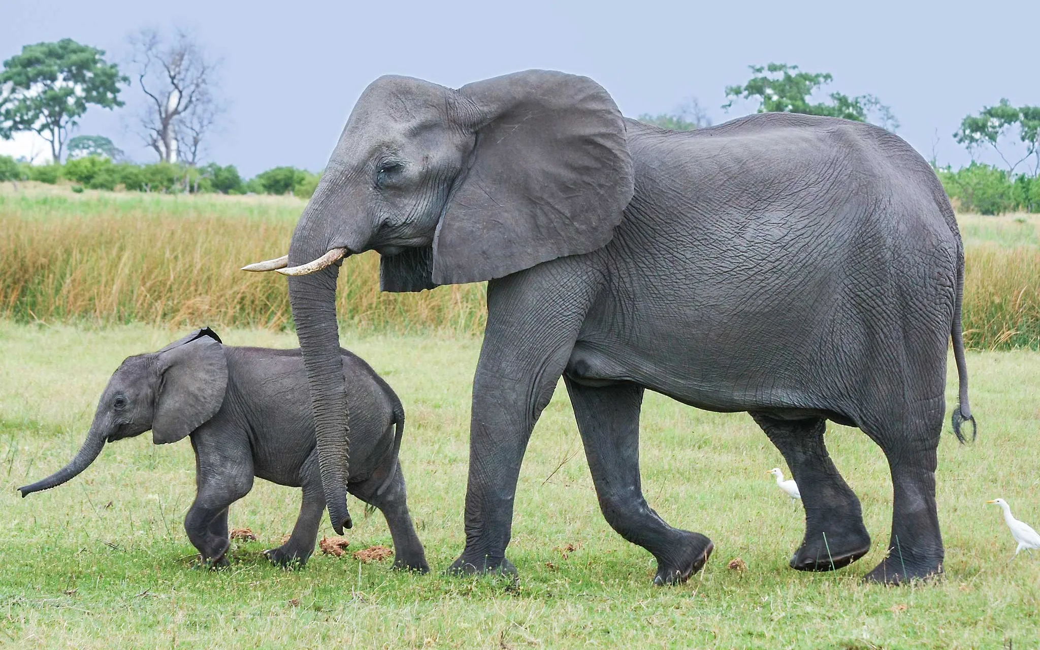 Un éléphant adulte et un jeune marchant dans l'herbe.