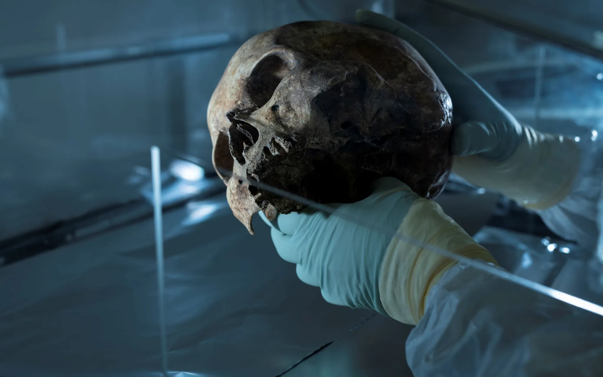 Analyse d'un crâne fossile en laboratoire