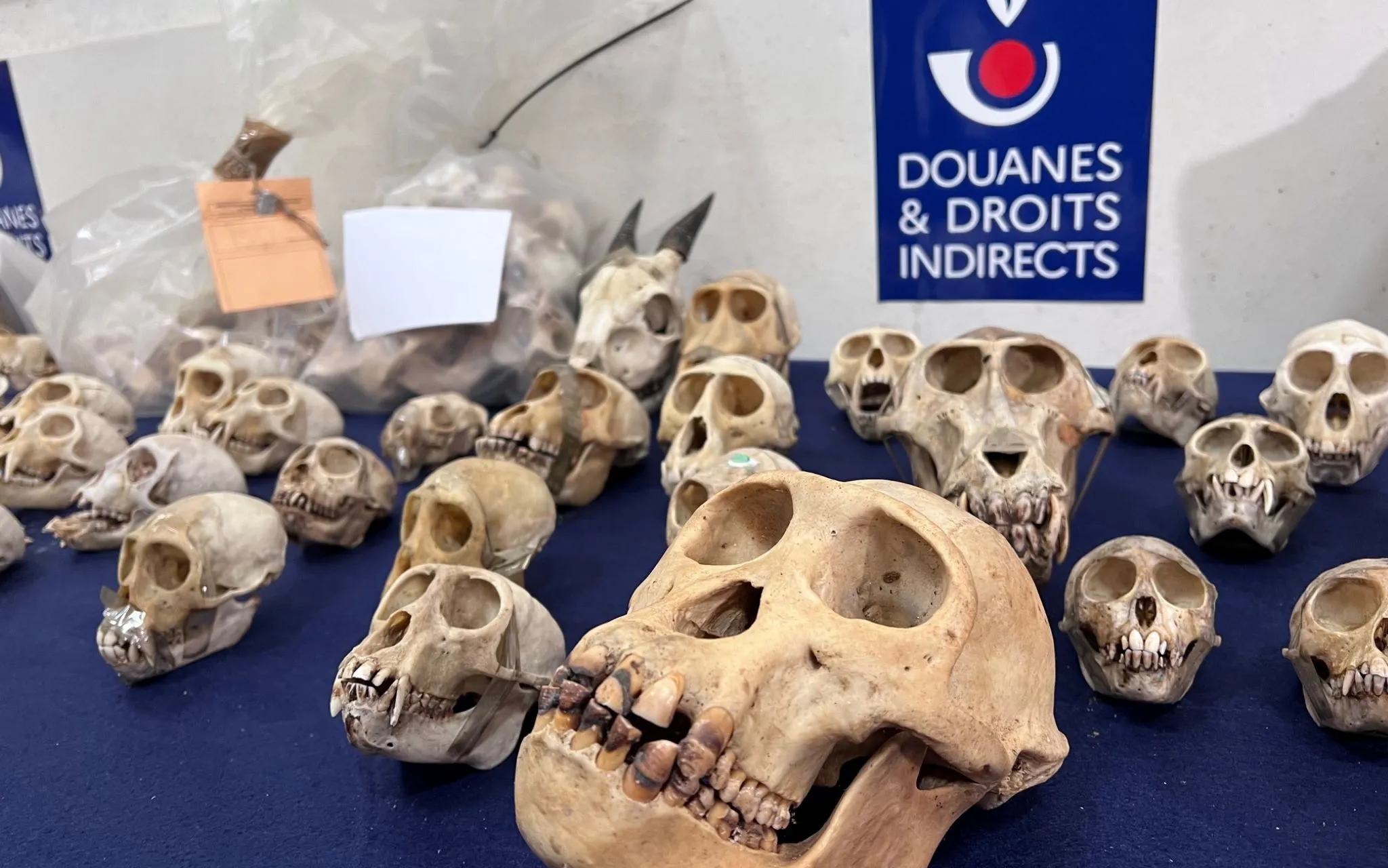 Crânes de primates saisis par la douane © MNHN - S. Krief Crânes de primates saisis par la douane