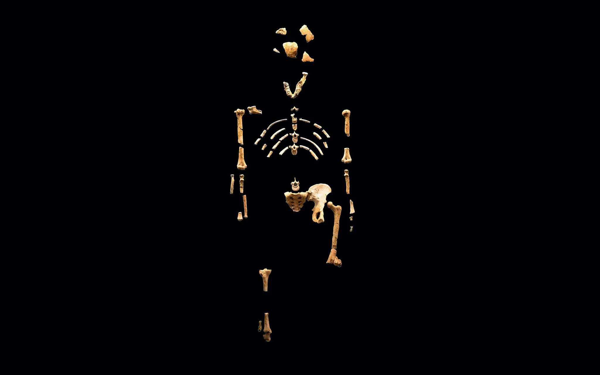 Moulage du squelette de Lucy, Australopithecus afarensis - Muséum national d’Histoire naturelle © MNHN - A. Iatzoura Moulage du squelette de Lucy, Australopithecus afarensis, sur fond noir