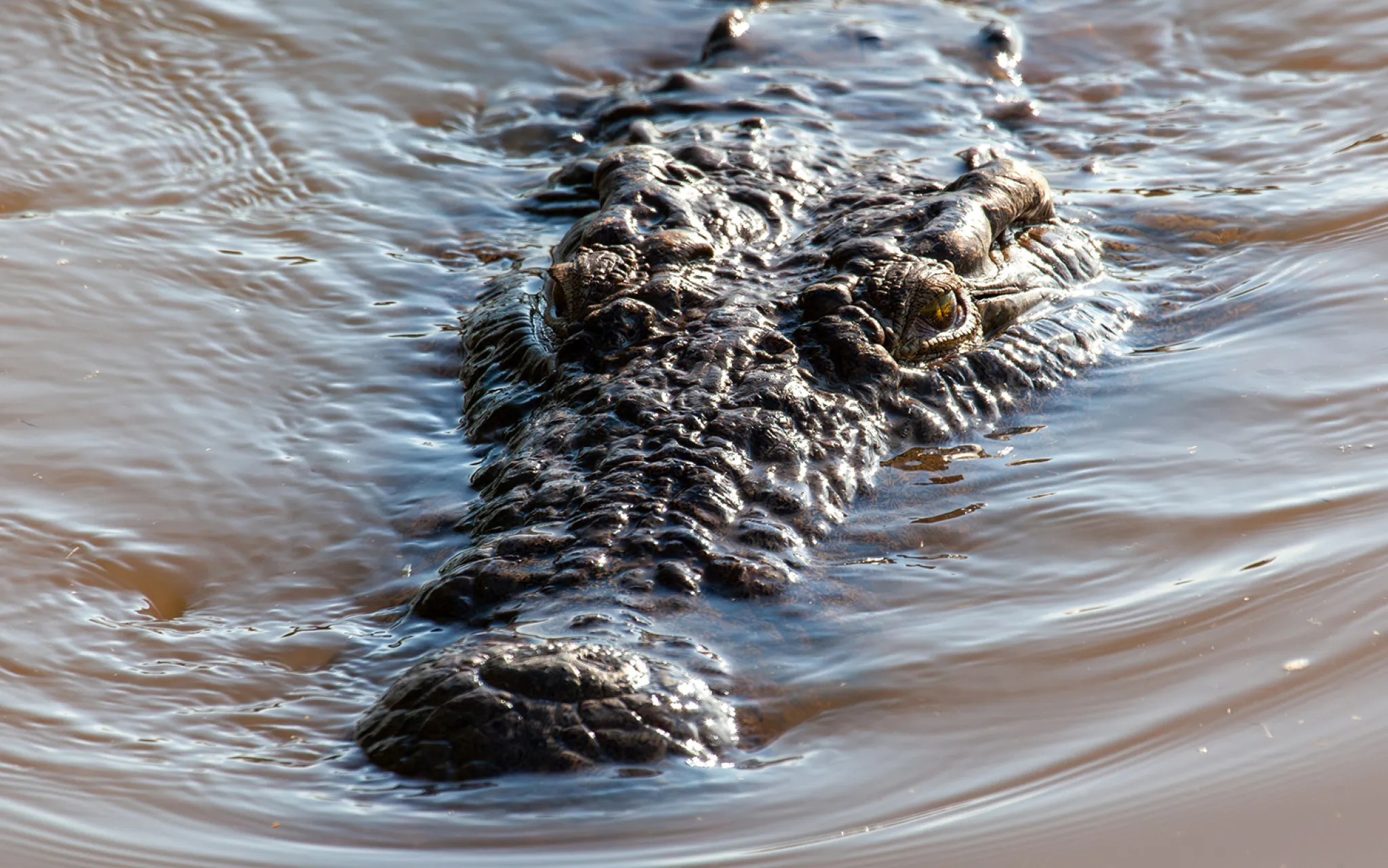 Crocodile © Richard Waghorn - stock.adobe.com Crocodile