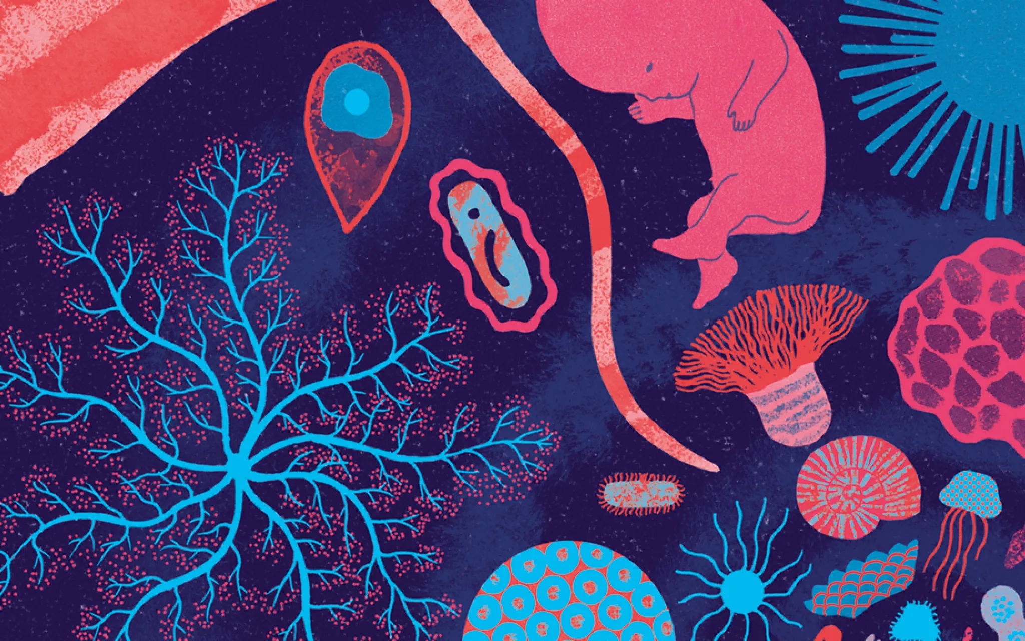 Clémence Pollet, « Notre ancêtre » © Muséum national d’Histoire naturelle / The Parisianer, 2021. Tous droits réservés. Détail de la couverture « Notre ancêtre », illustrée par Clémence Pollet pour la revue imaginaire « The Parisianer »