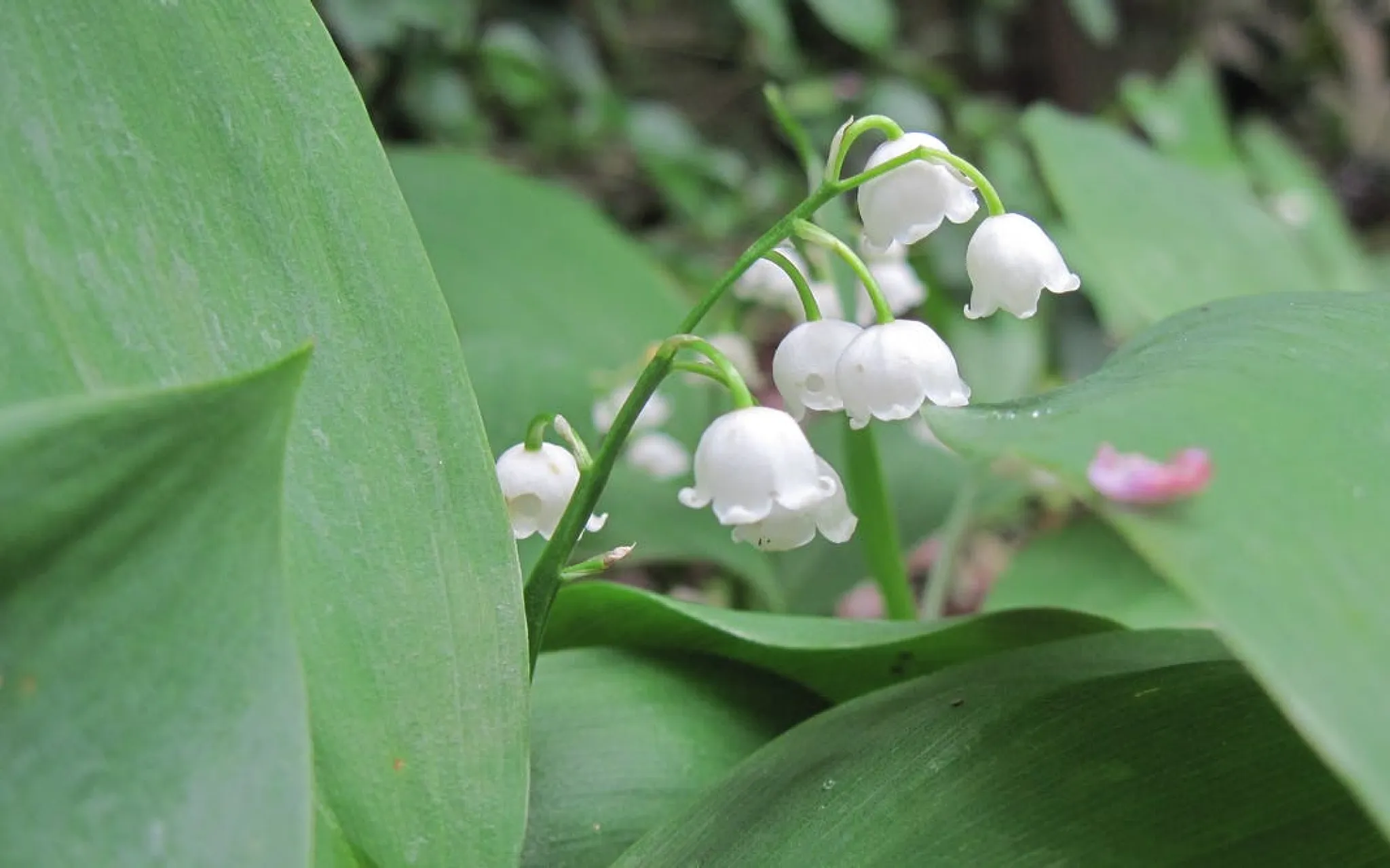 Qui pour aller récolter les clochettes du 1er mai dans les bois cette année ?