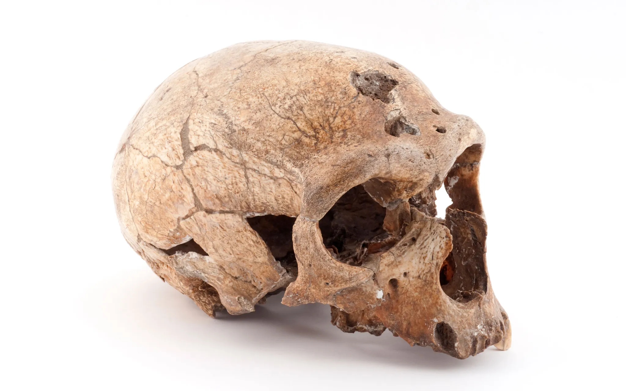 Crâne de l’Homme de la Chapelle-aux-Saints, vu de trois quarts.