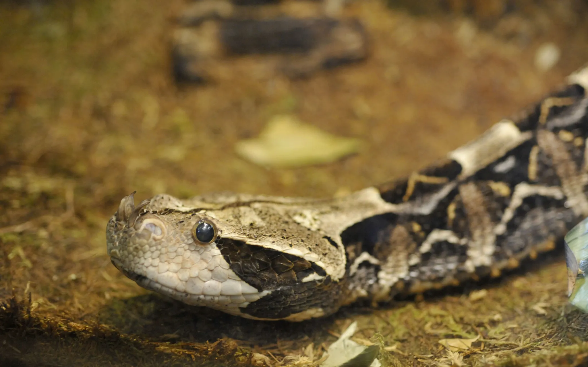 Photo d'une vipère du Gabon