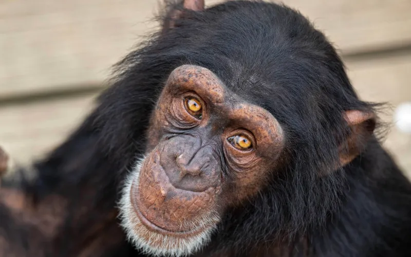 Photo d'un chimpanzé en gros plan