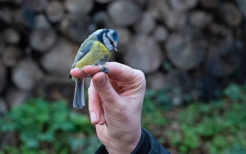 Mésange bleue