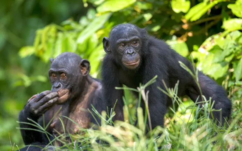 Bonobos