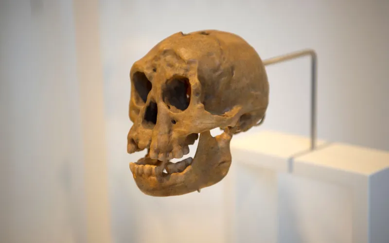 Moulage du crâne de l'Homme de Flores