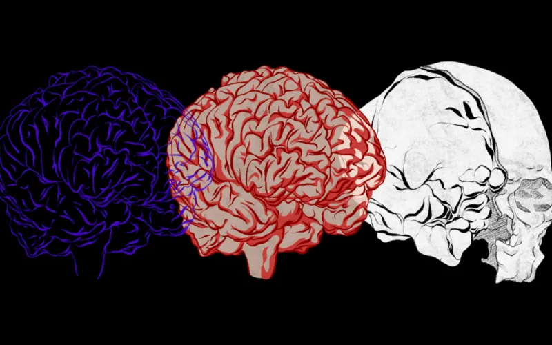 Cerveau de l'Homme de Cro Magnon
