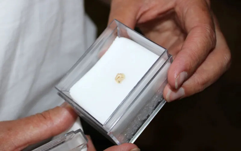 Une dent humaine retrouvée dans la grotte de Coupe-Gorge à Montmaurin