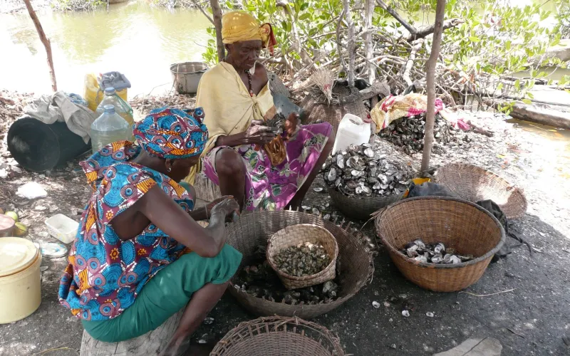 Femmes des mangroves