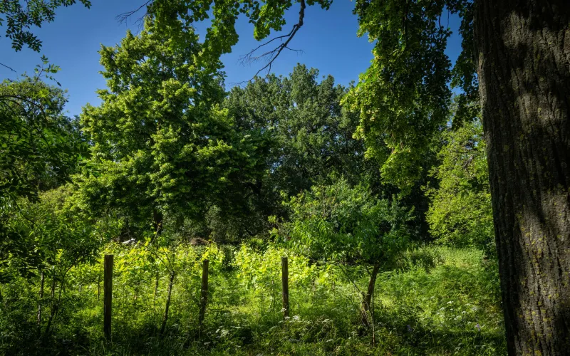 Le jardin écologique du Jardin des Plantes de Paris