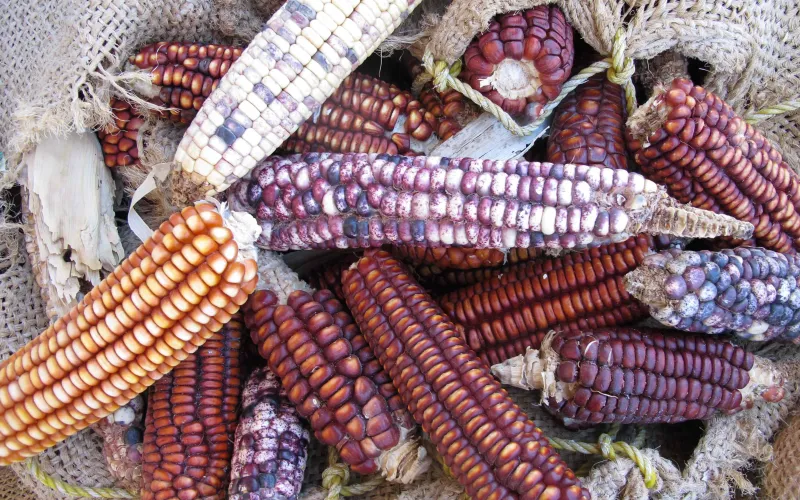 Le maïs et la biodiversité agricole