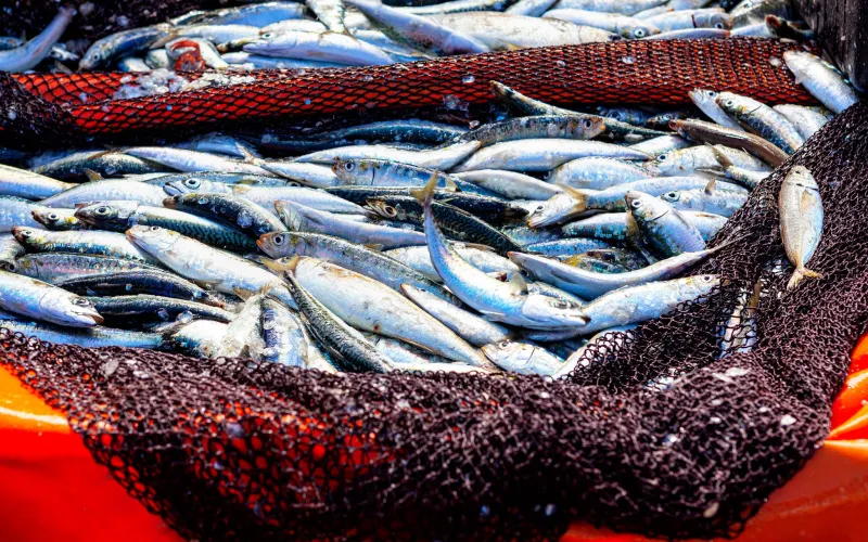 Des poissons pris dans un filet
