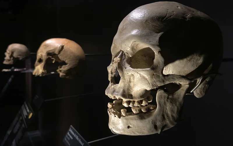 Crânes de Homo sapiens