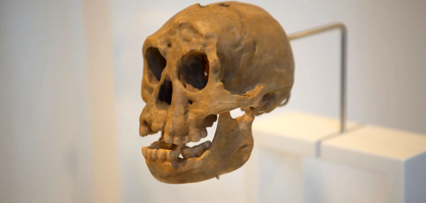 Moulage du crâne de LB1, holotype de Homo floresiensis, exposé dans la partie "D’où venons-nous ?" de la Galerie de l’Homme © MNHN - J.-C. Domenech Moulage du crâne de l'Homme de Flores