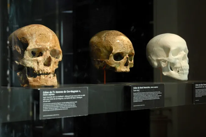 Crânes dans l'exposition « La Saga de l'Homme ».