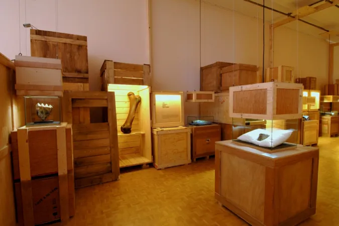 Os dans des caisses dans l'exposition « La Saga de l'Homme ».