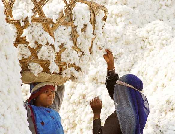 Deux femmes qui se regardent au milieu d'une montagne de coton, l'une d'elle porte un énorme panier de coton sur sa tête