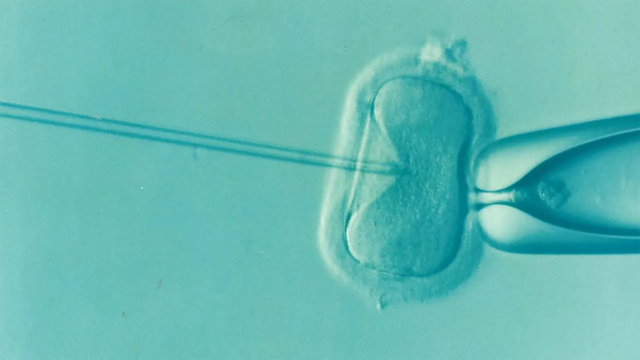 Vue d'une fécondation in vitro au microscope