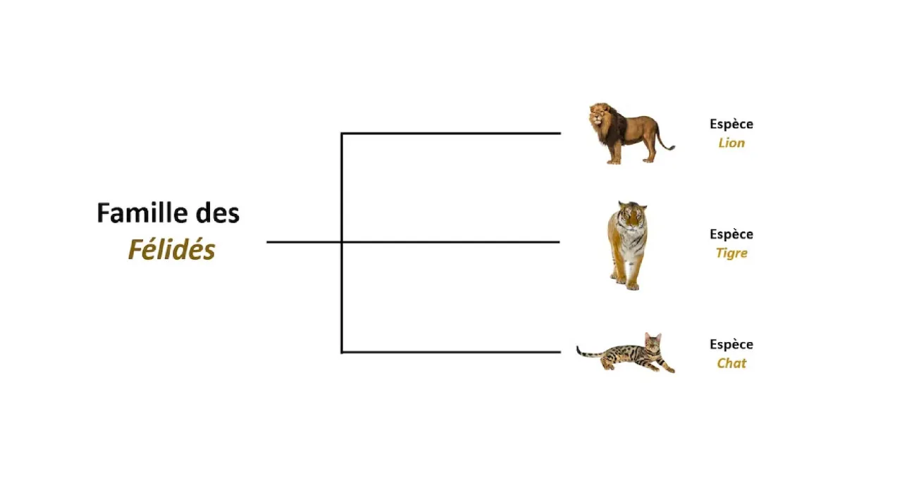 La famille des félidés