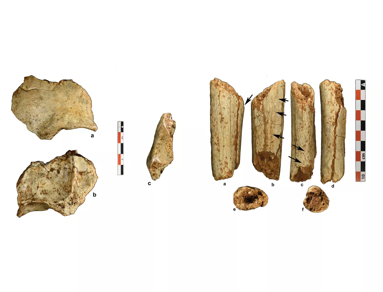 Fragments d'os découverts dans la grotte de Tam Pà Ling au Laos