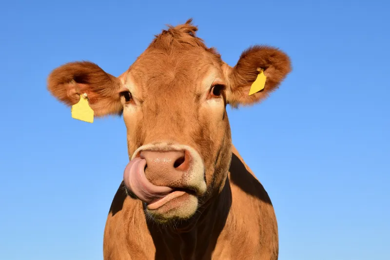 Gros plan sur la tête d'une vache.