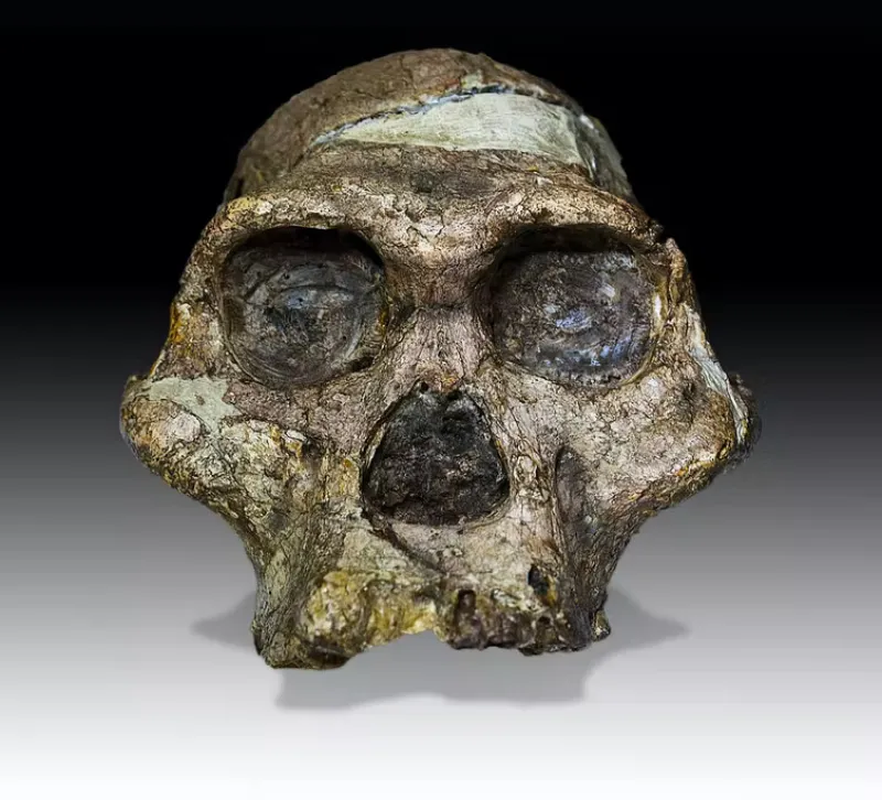 Crâne d'un hominidé « Mrs. Ples »
