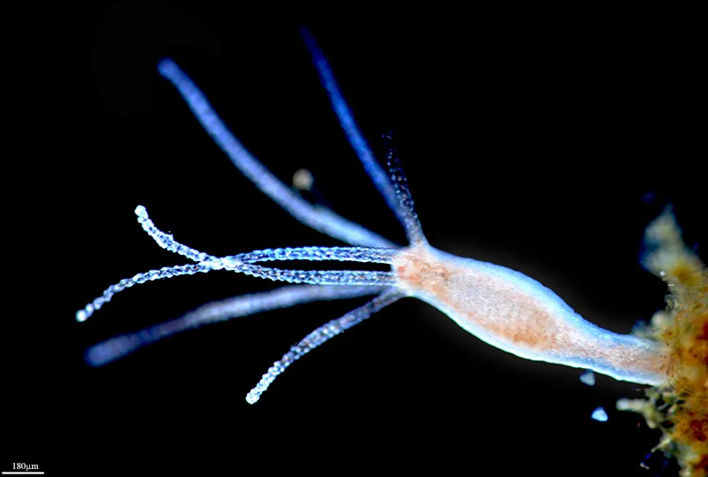 Animal marin compsé d'un corps long et de plusieurs tentacules.