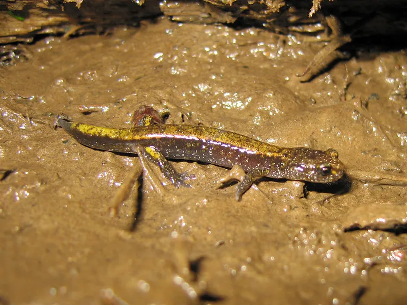 Salamandre brune au dos jaune.