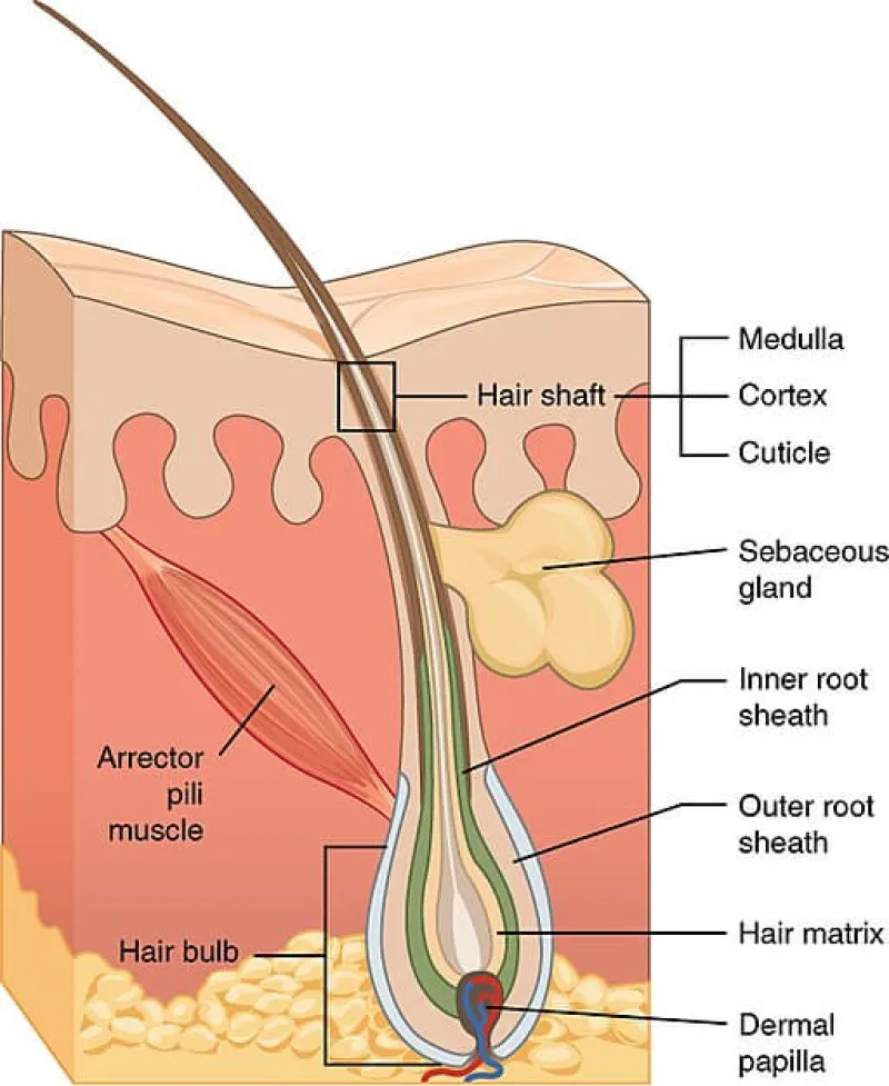 anatomie poil