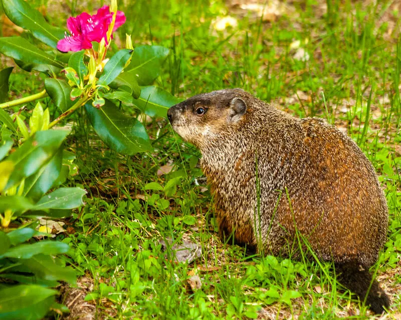 une marmotte commune à coté d'une fleur