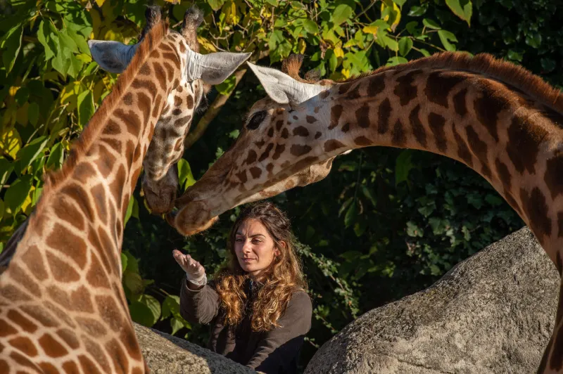 Girafes